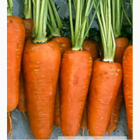Продам морковь Танжерина, Романс