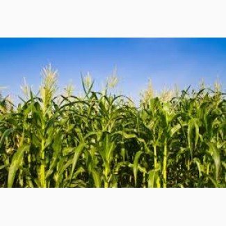 Пивиха ФАО 180 семена кукурузы