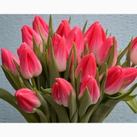 Букеты тюльпанов на 8 марта для предприятий по оптовым ценам