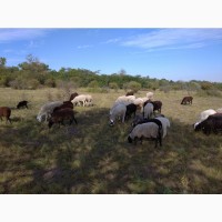 Овцы, ягнята, баран производитель (отара овец)