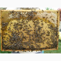 Продам бджолосімї та бджолопакети