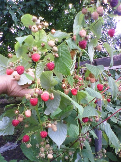 Фото 3. Продам свежую ягоду малину в Луганске
