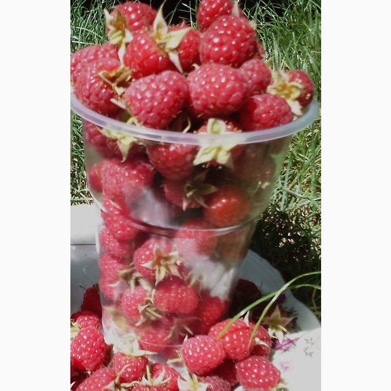 Фото 4. Продам свежую ягоду малину в Луганске