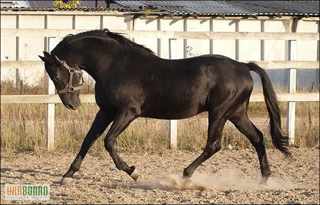 Фото 8. Продам молодую спортивную лошадь элит класса