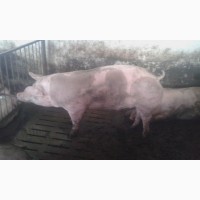 Продам товарних мясних свиней