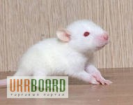 Продам домашних ручных крысят