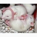 Продам домашних ручных крысят