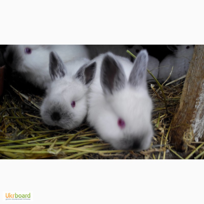Фото 3. Продаються кролики породи Каліфорнієць