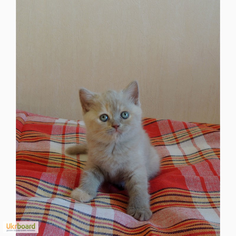 Фото 4. Британские котята. Девочки лилового окраса