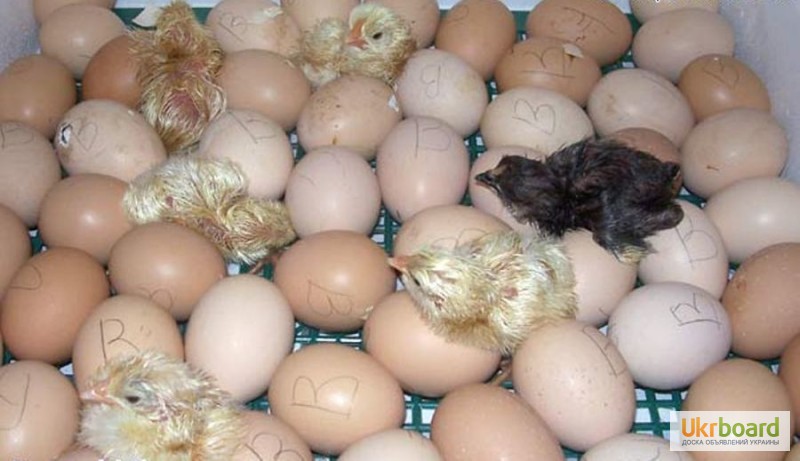 Фото 3. Цыплята мясо-яичной Голошейка (Португалия), Доминант, Браун Ник, от производителя