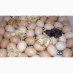 Цыплята мясо-яичной Голошейка (Португалия), Доминант, Браун Ник, от производителя