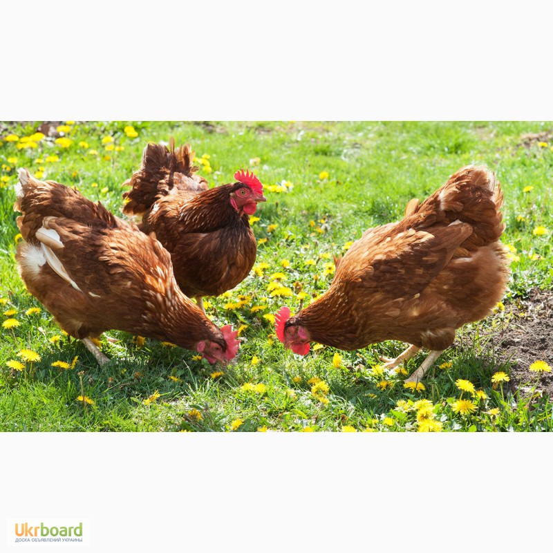 Фото 6. Цыплята мясо-яичной Голошейка (Португалия), Доминант, Браун Ник, от производителя
