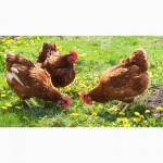 Цыплята мясо-яичной Голошейка (Португалия), Доминант, Браун Ник, от производителя