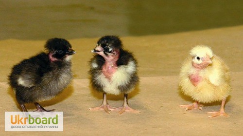 Фото 7. Цыплята мясо-яичной Голошейка (Португалия), Доминант, Браун Ник, от производителя