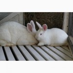 Имеются в продаже кролики породы Новозеландская Белая (НЗБ)