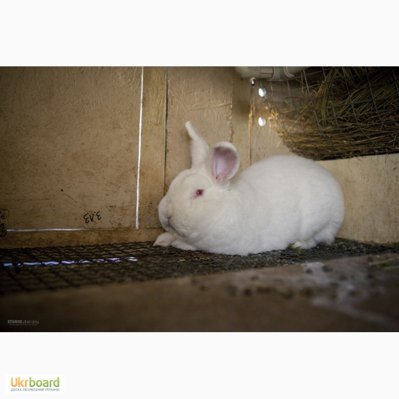 Фото 3. Имеются в продаже кролики породы Новозеландская Белая (НЗБ)
