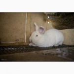 Имеются в продаже кролики породы Новозеландская Белая (НЗБ)