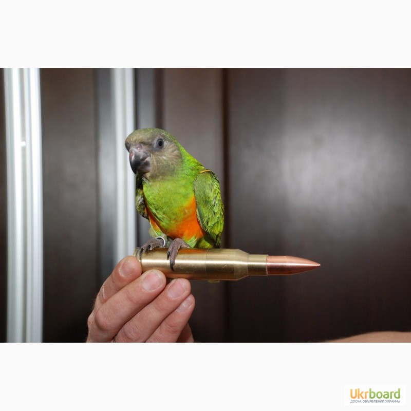 Фото 2. Сенегальський папуга ручні пташенята