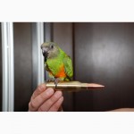 Сенегальський папуга ручні пташенята