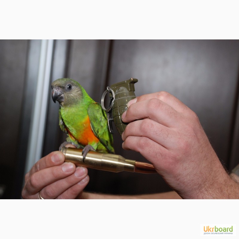 Фото 3/3. Сенегальський папуга ручні пташенята
