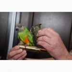Сенегальський папуга ручні пташенята