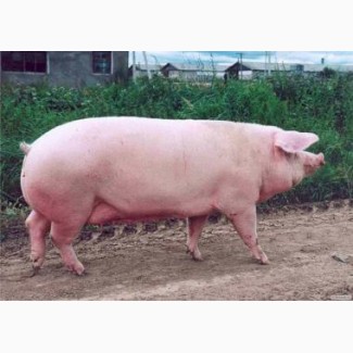 Свиноматки, свиньи, живым весом Харьков, область доставка бесплатно