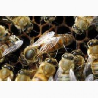 Не плідні матки української степової бджоли
