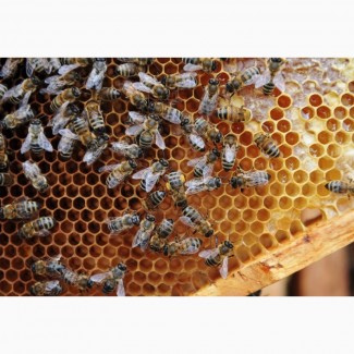 Пчелы, Пчелосемьи, Бджоли, Бджолосімї, Пасіка продам система Украинка 2022