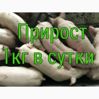 Поросята оптом. Продам поросят мясной породы