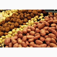Продам насіннєву картоплю (сорта Таїсія, Мелоді, Сифра, Оркестра)