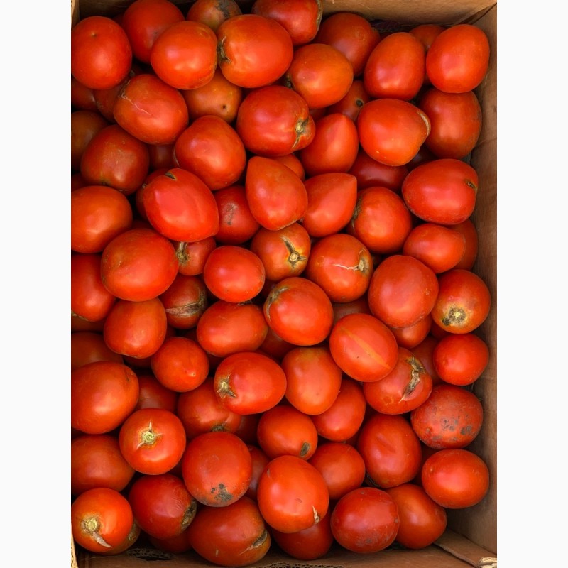 Фото 2. Продам сливку томат 2-й сорт, розовый томат 2-й сорт, для переработки:соки, аджика, томат