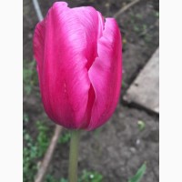 Продам луковицы сортовых тюльпанов