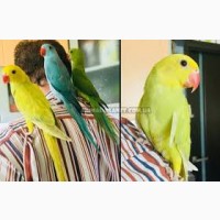 Намистовий папуга Крамера. Ожереловый попугай