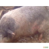 Продам корейскую свиноматку