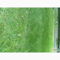Штучна всесезонна газонна трава з підворсником / м’який пластик/
