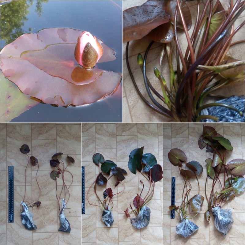 Фото 9. Німфеї (водяні лілії, кувшинки) та інші рослини для декоративних водойм