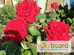 Чернозем для цветов Киев Земля для роз тюльпанов Грунт для цветов Киев