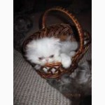 Продам котят персидской породы