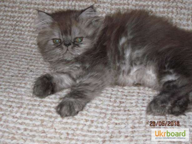 Фото 3. Продам котят персидской породы