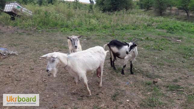 Фото 4. Продам стадо коз
