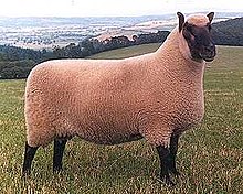 Куплю овець вказаних нижче порід