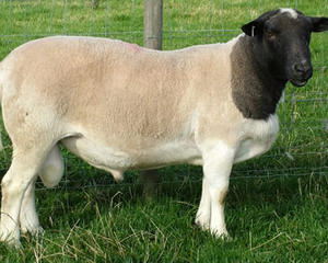 Фото 2. Куплю овець вказаних нижче порід