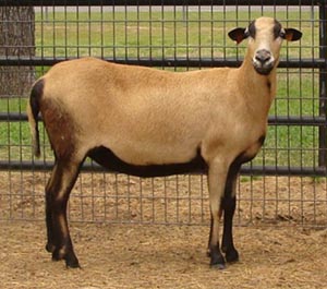 Фото 3. Куплю овець вказаних нижче порід