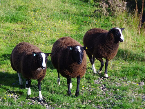 Фото 5. Куплю овець вказаних нижче порід