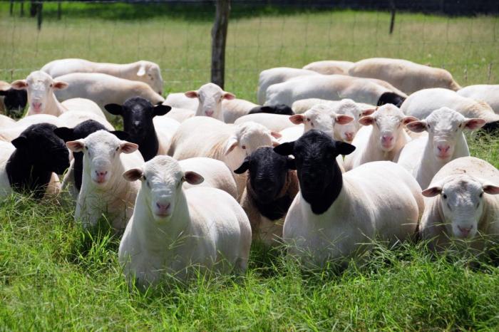 Фото 6. Куплю овець вказаних нижче порід
