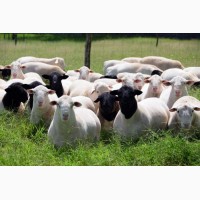 Куплю овець вказаних нижче порід