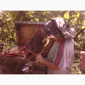 Продам бджолопакети та плідні мічені матки карпатка