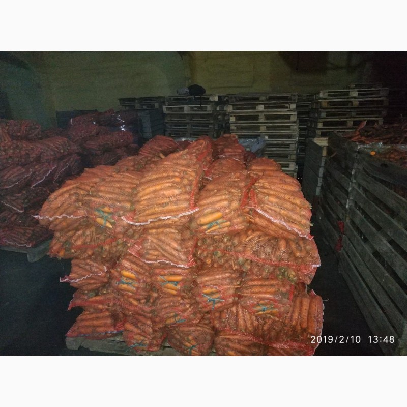 Фото 6. Продам морковь сорта Морели, большие объемы. Опт и Экспорт