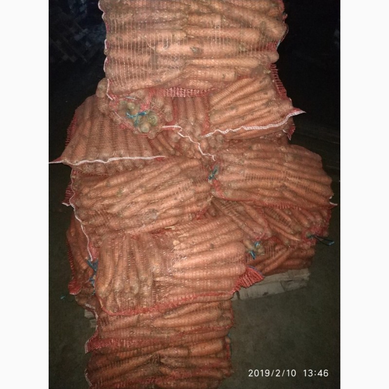 Фото 11. Продам морковь сорта Морели, большие объемы. Опт и Экспорт