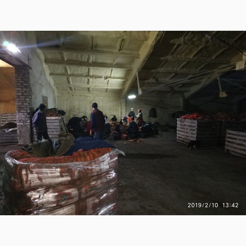 Фото 13. Продам морковь сорта Морели, большие объемы. Опт и Экспорт